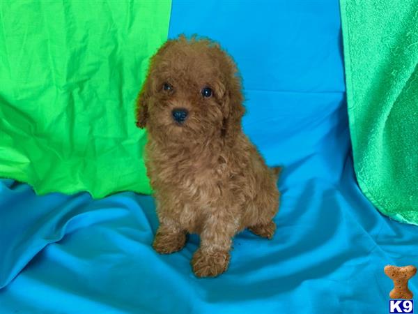NEW PUPPIES Picture 2